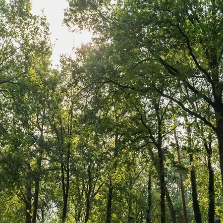 度假居 Forest-view Tiny House