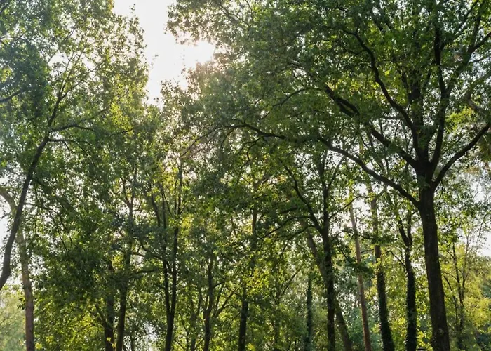 度假居 Forest-view Tiny House